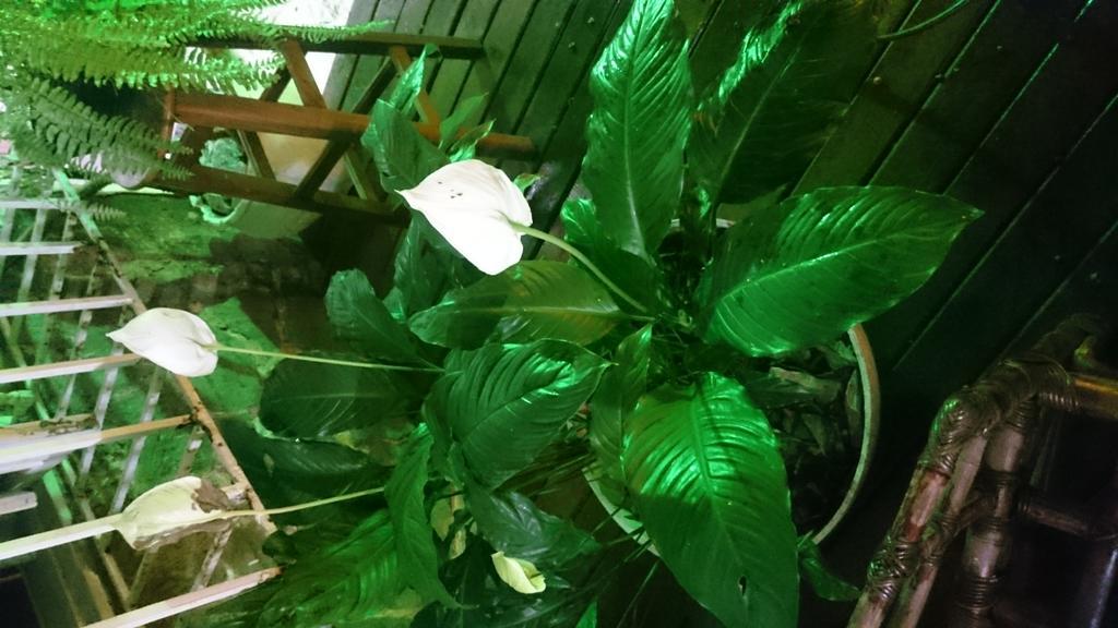 Copa Villa Hostel Rio de Janeiro Ngoại thất bức ảnh